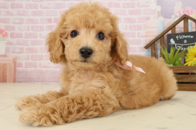 福岡県のトイプードル(トイ) (Coo&RIKU行橋店/2025年9月24日生まれ/女の子/オレンジフォーン)の子犬の3枚目の画像