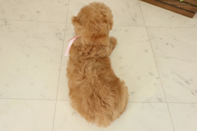 福岡県のトイプードル(トイ) (Coo&RIKU行橋店/2025年9月24日生まれ/女の子/オレンジフォーン)の子犬の4枚目の画像