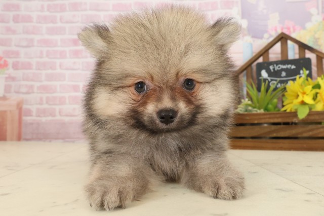 佐賀県のポメラニアン (Coo&RIKU佐賀神埼店/2025年9月24日生まれ/男の子/ウルフセーブル)の子犬の1枚目の画像