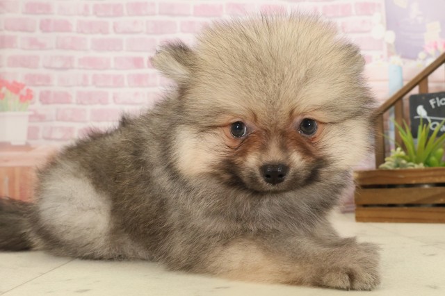 佐賀県のポメラニアン (Coo&RIKU佐賀神埼店/2025年9月24日生まれ/男の子/ウルフセーブル)の子犬の2枚目の画像