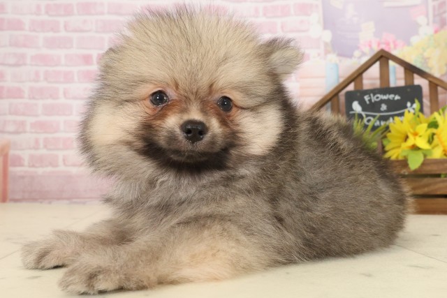 佐賀県のポメラニアン (Coo&RIKU佐賀神埼店/2025年9月24日生まれ/男の子/ウルフセーブル)の子犬の3枚目の画像