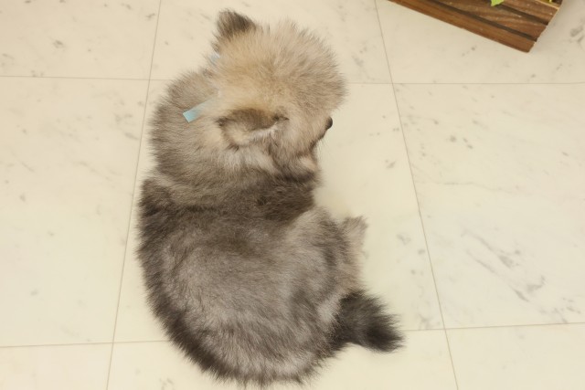 佐賀県のポメラニアン (Coo&RIKU佐賀神埼店/2025年9月24日生まれ/男の子/ウルフセーブル)の子犬の4枚目の画像