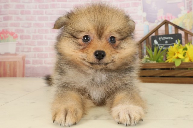 鹿児島県のポメラニアン (Coo&RIKU霧島店/2025年9月24日生まれ/女の子/オレンジセーブル)の子犬の1枚目の画像