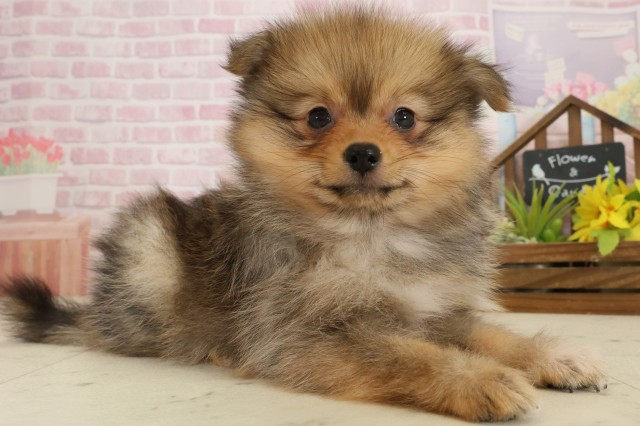 鹿児島県のポメラニアン (Coo&RIKU霧島店/2025年9月24日生まれ/女の子/オレンジセーブル)の子犬の2枚目の画像