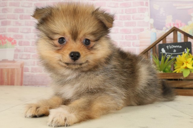 鹿児島県のポメラニアン (Coo&RIKU霧島店/2025年9月24日生まれ/女の子/オレンジセーブル)の子犬の3枚目の画像