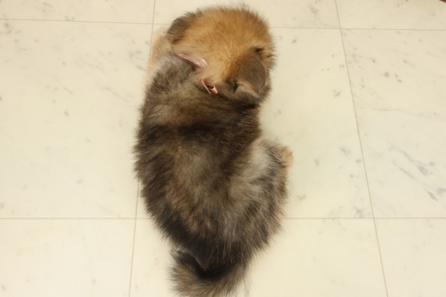 鹿児島県のポメラニアン (Coo&RIKU霧島店/2025年9月24日生まれ/女の子/オレンジセーブル)の子犬の4枚目の画像