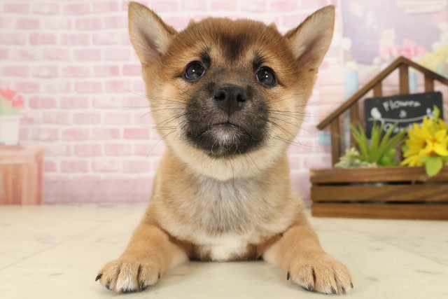 福岡県の豆柴 (Coo&RIKU大牟田店/2025年9月24日生まれ/女の子/赤)の子犬の1枚目の画像