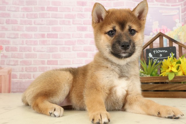 福岡県の豆柴 (Coo&RIKU大牟田店/2025年9月24日生まれ/女の子/赤)の子犬の2枚目の画像