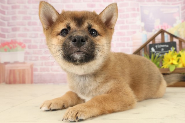 福岡県の豆柴 (Coo&RIKU大牟田店/2025年9月24日生まれ/女の子/赤)の子犬の3枚目の画像