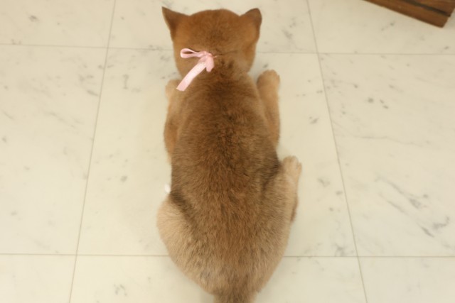 福岡県の豆柴 (Coo&RIKU大牟田店/2025年9月24日生まれ/女の子/赤)の子犬の4枚目の画像