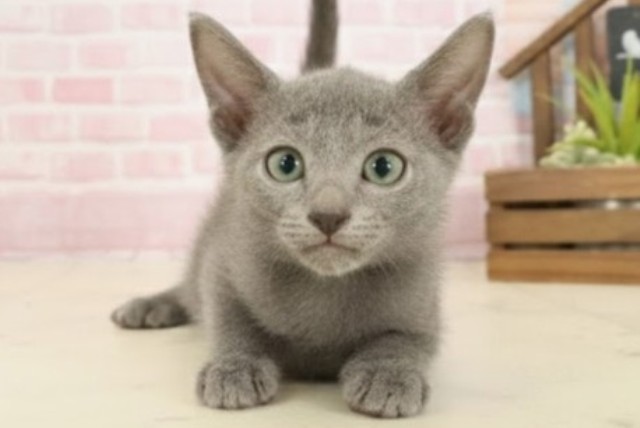 福岡県のロシアンブルー (Coo&RIKU福岡古賀店/2025年9月11日生まれ/男の子/ブルー)の子猫の1枚目の画像