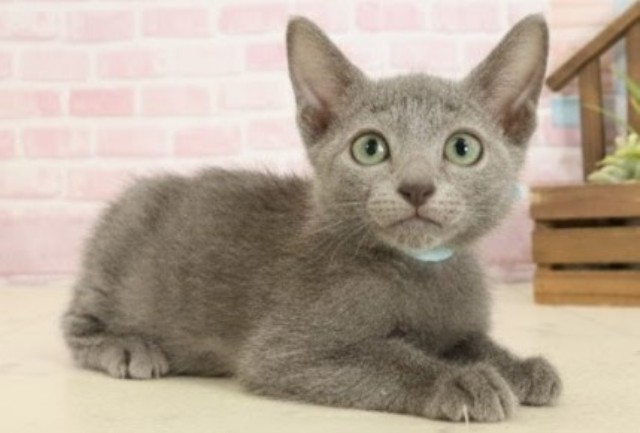 福岡県のロシアンブルー (Coo&RIKU福岡古賀店/2025年9月11日生まれ/男の子/ブルー)の子猫の2枚目の画像