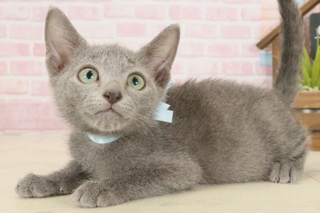 福岡県のロシアンブルー (Coo&RIKU福岡古賀店/2025年9月11日生まれ/男の子/ブルー)の子猫の3枚目の画像