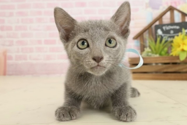 宮崎県のロシアンブルー (Coo&RIKU宮崎店/2025年9月11日生まれ/男の子/ブルー)の子猫の1枚目の画像
