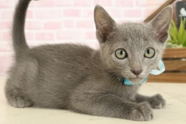宮崎県のロシアンブルー (Coo&RIKU宮崎店/2025年9月11日生まれ/男の子/ブルー)の子猫の2枚目の画像