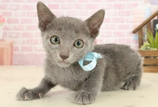宮崎県のロシアンブルー (Coo&RIKU宮崎店/2025年9月11日生まれ/男の子/ブルー)の子猫の3枚目の画像