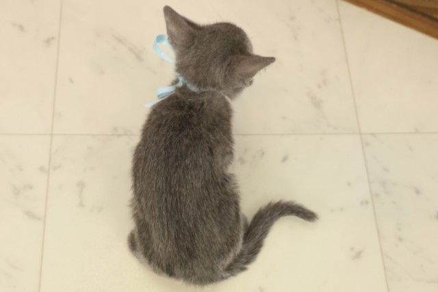 宮崎県のロシアンブルー (Coo&RIKU宮崎店/2025年9月11日生まれ/男の子/ブルー)の子猫の4枚目の画像