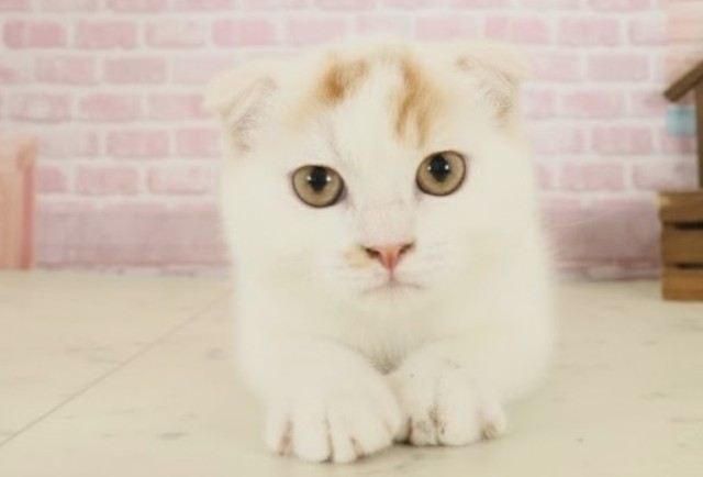 福岡県のスコティッシュフォールド (Coo&RIKU福岡東店/2025年8月19日生まれ/男の子/レッドタビーホワイト)の子猫の1枚目の画像