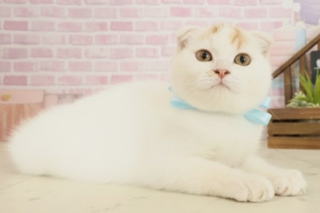 福岡県のスコティッシュフォールド (Coo&RIKU福岡東店/2025年8月19日生まれ/男の子/レッドタビーホワイト)の子猫の2枚目の画像