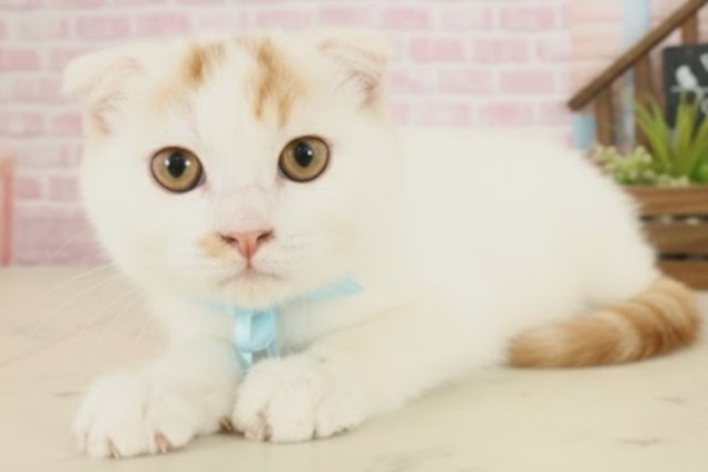 福岡県のスコティッシュフォールド (Coo&RIKU福岡東店/2025年8月19日生まれ/男の子/レッドタビーホワイト)の子猫の3枚目の画像