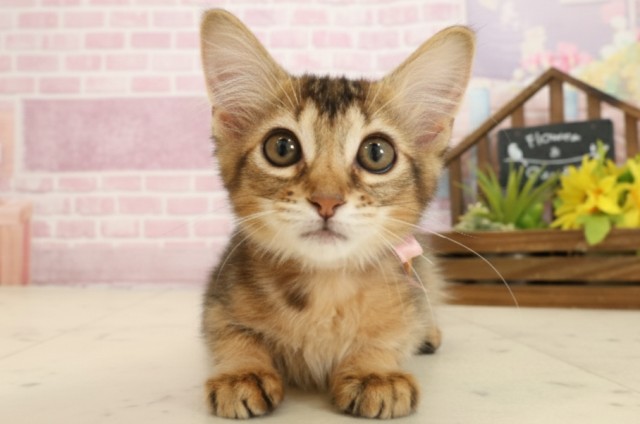 福岡県のソマリ (Coo&RIKU福岡西店/2025年8月29日生まれ/女の子/ルディ)の子猫の1枚目の画像