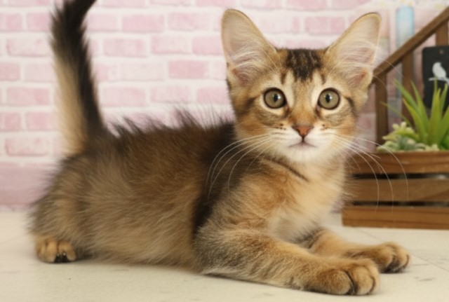 福岡県のソマリ (Coo&RIKU福岡西店/2025年8月29日生まれ/女の子/ルディ)の子猫の2枚目の画像