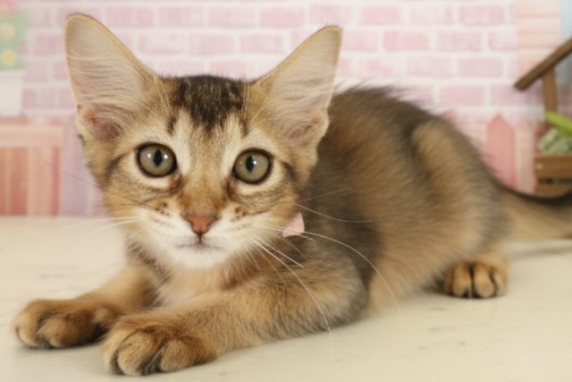 福岡県のソマリ (Coo&RIKU福岡西店/2025年8月29日生まれ/女の子/ルディ)の子猫の3枚目の画像