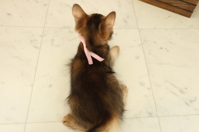 福岡県のソマリ (Coo&RIKU福岡西店/2025年8月29日生まれ/女の子/ルディ)の子猫の4枚目の画像