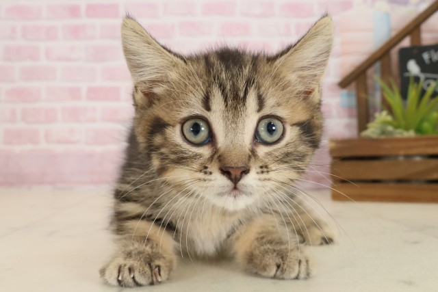 熊本県のマンチカン (Coo&RIKUカリーノ菊陽店/2025年9月17日生まれ/男の子/ブラウンタビー)の子猫の1枚目の画像