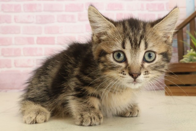 熊本県のマンチカン (Coo&RIKUカリーノ菊陽店/2025年9月17日生まれ/男の子/ブラウンタビー)の子猫の2枚目の画像