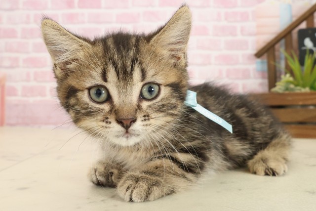 熊本県のマンチカン (Coo&RIKUカリーノ菊陽店/2025年9月17日生まれ/男の子/ブラウンタビー)の子猫の3枚目の画像
