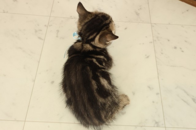 熊本県のマンチカン (Coo&RIKUカリーノ菊陽店/2025年9月17日生まれ/男の子/ブラウンタビー)の子猫の4枚目の画像