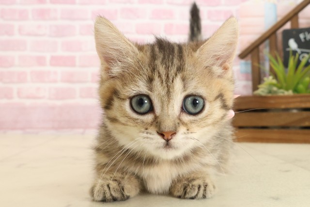 沖縄県のマンチカン (Coo&RIKUイーアス沖縄豊崎店/2025年9月17日生まれ/女の子/ブラウンタビー)の子猫の1枚目の画像