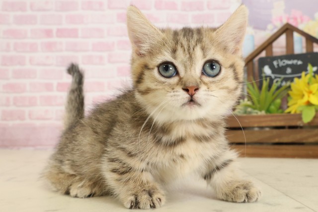 沖縄県のマンチカン (Coo&RIKUイーアス沖縄豊崎店/2025年9月17日生まれ/女の子/ブラウンタビー)の子猫の2枚目の画像