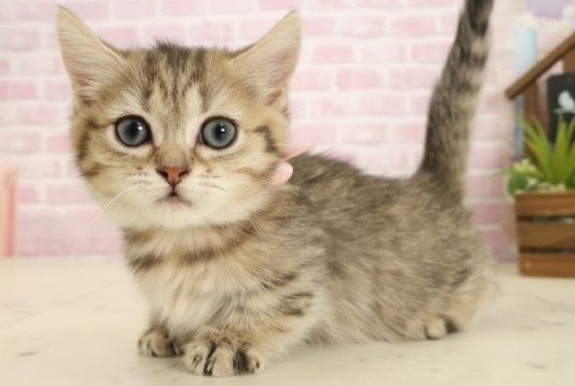 沖縄県のマンチカン (Coo&RIKUイーアス沖縄豊崎店/2025年9月17日生まれ/女の子/ブラウンタビー)の子猫の3枚目の画像