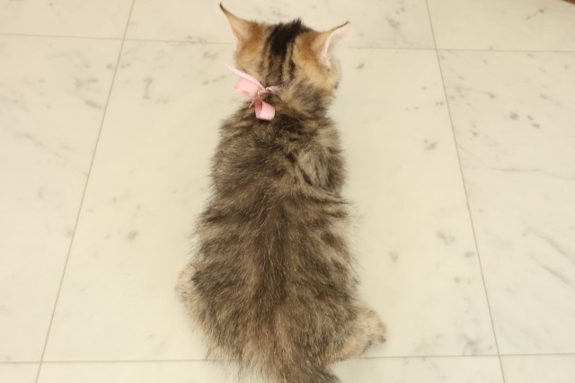 沖縄県のマンチカン (Coo&RIKUイーアス沖縄豊崎店/2025年9月17日生まれ/女の子/ブラウンタビー)の子猫の4枚目の画像