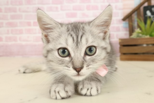 福岡県のマンチカン (Coo&RIKU久留米店/2025年9月17日生まれ/女の子/シルバータビー)の子猫の1枚目の画像