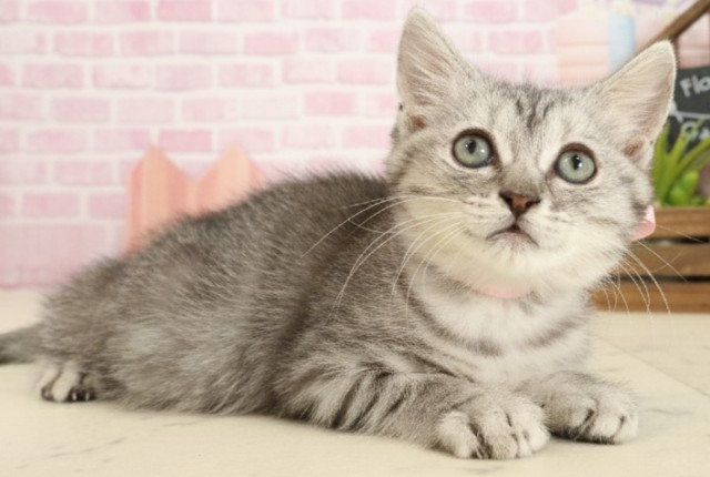 福岡県のマンチカン (Coo&RIKU久留米店/2025年9月17日生まれ/女の子/シルバータビー)の子猫の2枚目の画像