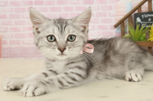 福岡県のマンチカン (Coo&RIKU久留米店/2025年9月17日生まれ/女の子/シルバータビー)の子猫の3枚目の画像