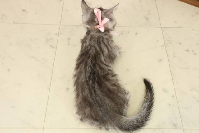 福岡県のマンチカン (Coo&RIKU久留米店/2025年9月17日生まれ/女の子/シルバータビー)の子猫の4枚目の画像