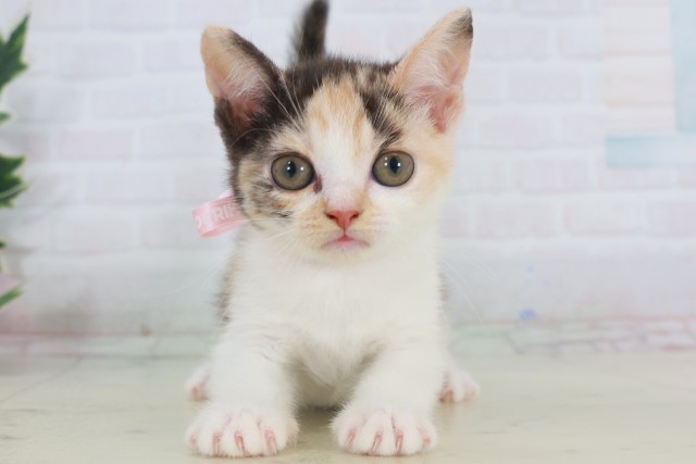 福岡県のマンチカン (Coo&RIKU小倉店/2025年9月22日生まれ/女の子/シルバーパッチドタビーホワイト)の子猫の1枚目の画像