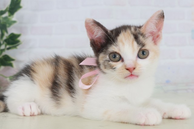 福岡県のマンチカン (Coo&RIKU小倉店/2025年9月22日生まれ/女の子/シルバーパッチドタビーホワイト)の子猫の2枚目の画像