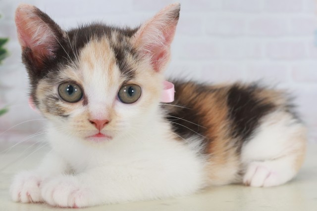 福岡県のマンチカン (Coo&RIKU小倉店/2025年9月22日生まれ/女の子/シルバーパッチドタビーホワイト)の子猫の3枚目の画像