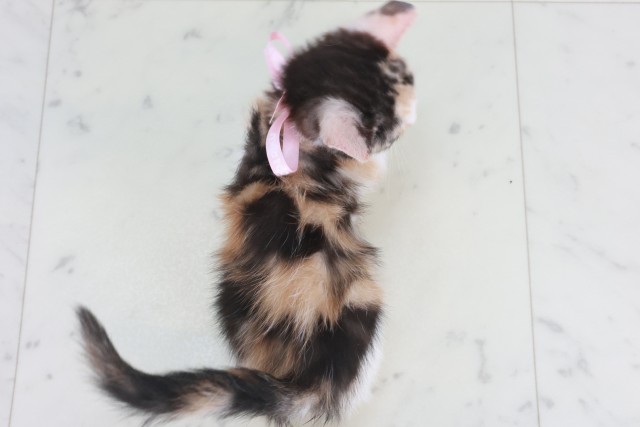 福岡県のマンチカン (Coo&RIKU小倉店/2025年9月22日生まれ/女の子/シルバーパッチドタビーホワイト)の子猫の4枚目の画像