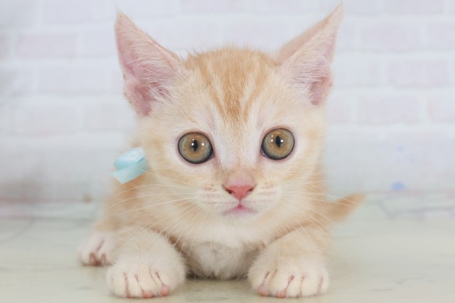 長崎県のマンチカン (Coo&RIKU長崎佐世保店/2025年9月22日生まれ/男の子/レッドタビー)の子猫の1枚目の画像