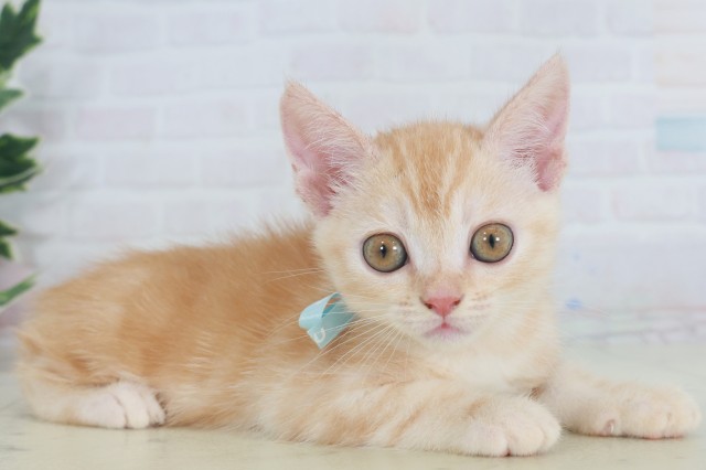 長崎県のマンチカン (Coo&RIKU長崎佐世保店/2025年9月22日生まれ/男の子/レッドタビー)の子猫の2枚目の画像