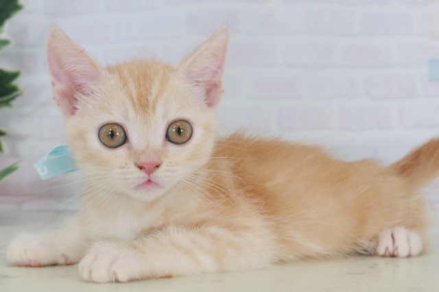 長崎県のマンチカン (Coo&RIKU長崎佐世保店/2025年9月22日生まれ/男の子/レッドタビー)の子猫の3枚目の画像