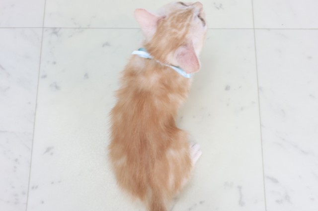 長崎県のマンチカン (Coo&RIKU長崎佐世保店/2025年9月22日生まれ/男の子/レッドタビー)の子猫の4枚目の画像