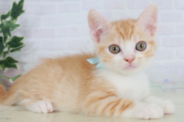 福岡県のマンチカン (Coo&RIKUフォレストシティ春日店/2025年9月22日生まれ/男の子/レッドタビーホワイト)の子猫の2枚目の画像