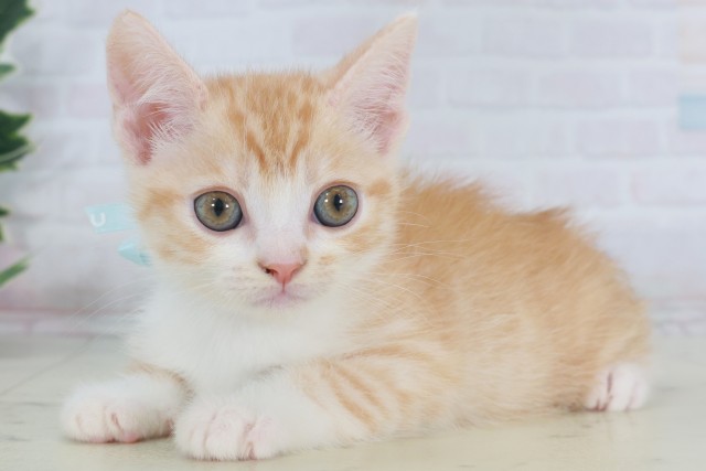 福岡県のマンチカン (Coo&RIKUフォレストシティ春日店/2025年9月22日生まれ/男の子/レッドタビーホワイト)の子猫の3枚目の画像